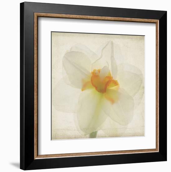 Double Daffodil I-Judy Stalus-Framed Art Print