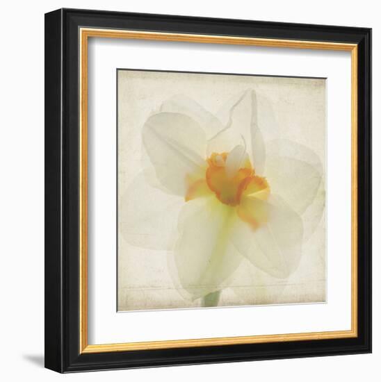 Double Daffodil I-Judy Stalus-Framed Art Print