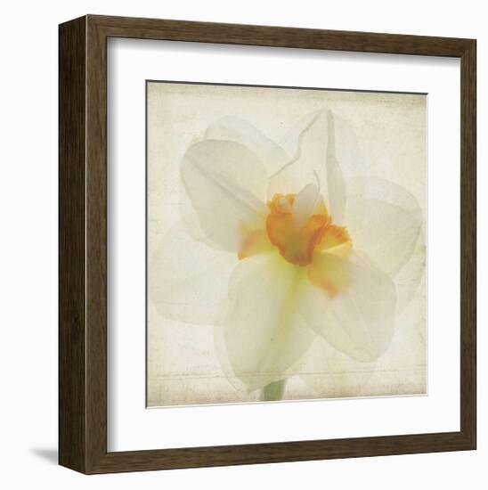 Double Daffodil I-Judy Stalus-Framed Art Print