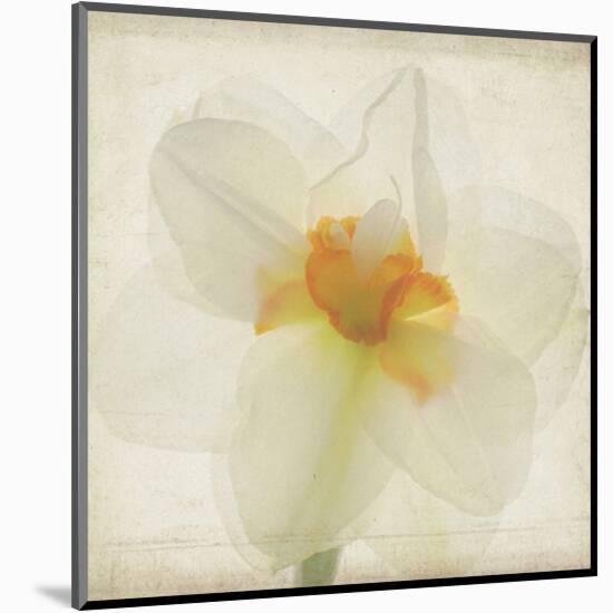 Double Daffodil I-Judy Stalus-Mounted Art Print