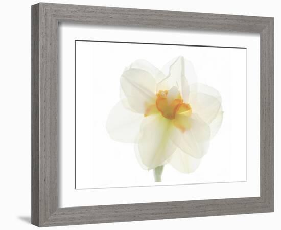 Double Daffodil II-Judy Stalus-Framed Art Print