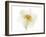 Double Daffodil II-Judy Stalus-Framed Art Print