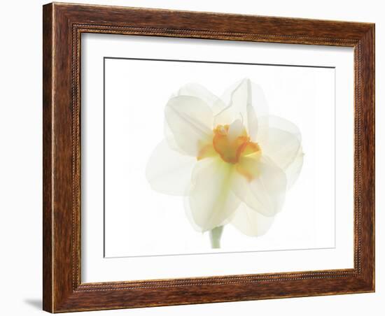 Double Daffodil II-Judy Stalus-Framed Art Print