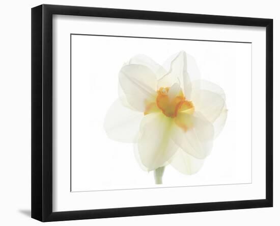 Double Daffodil II-Judy Stalus-Framed Art Print