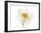 Double Daffodil II-Judy Stalus-Framed Art Print