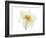 Double Daffodil II-Judy Stalus-Framed Art Print