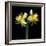 Double daffodils II-Magda Indigo-Framed Photographic Print