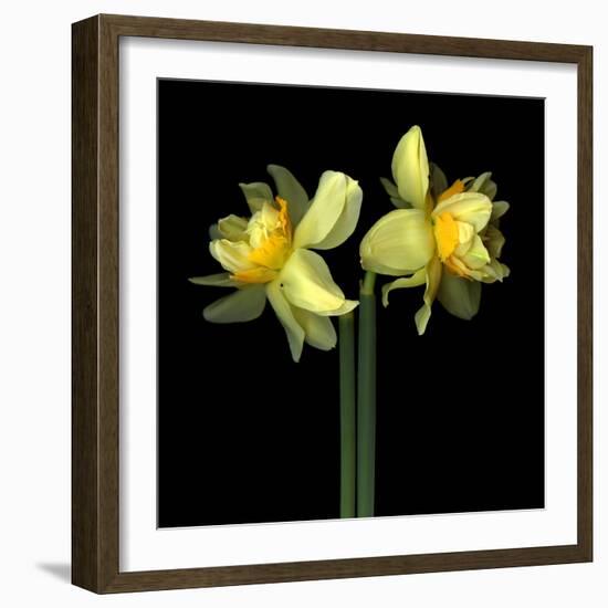 Double daffodils II-Magda Indigo-Framed Photographic Print