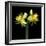 Double daffodils II-Magda Indigo-Framed Photographic Print