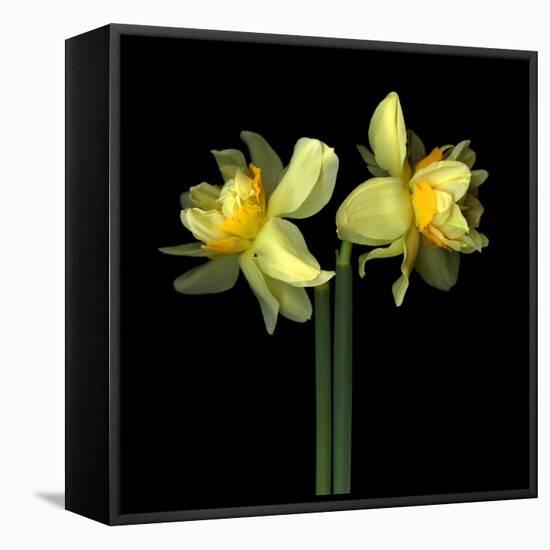 Double daffodils II-Magda Indigo-Framed Premier Image Canvas