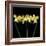 Double daffodils II-Magda Indigo-Framed Photographic Print