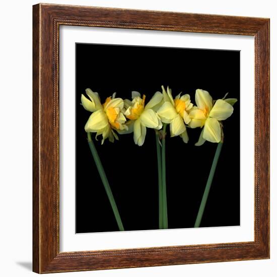 Double daffodils II-Magda Indigo-Framed Photographic Print