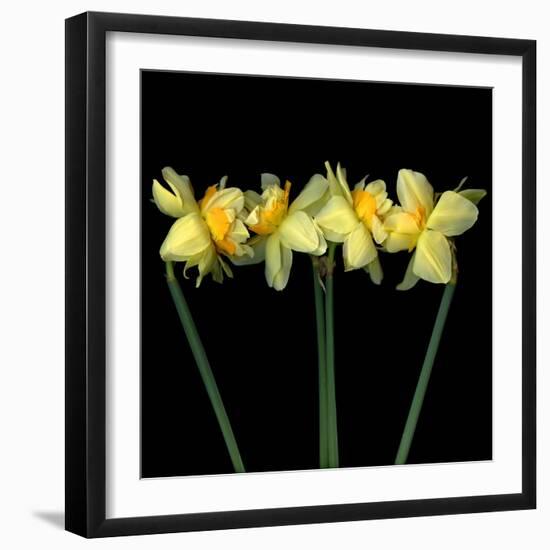 Double daffodils II-Magda Indigo-Framed Photographic Print