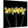 Double daffodils II-Magda Indigo-Mounted Photographic Print