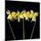 Double daffodils II-Magda Indigo-Mounted Photographic Print