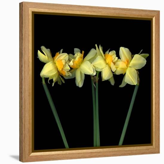 Double daffodils II-Magda Indigo-Framed Premier Image Canvas