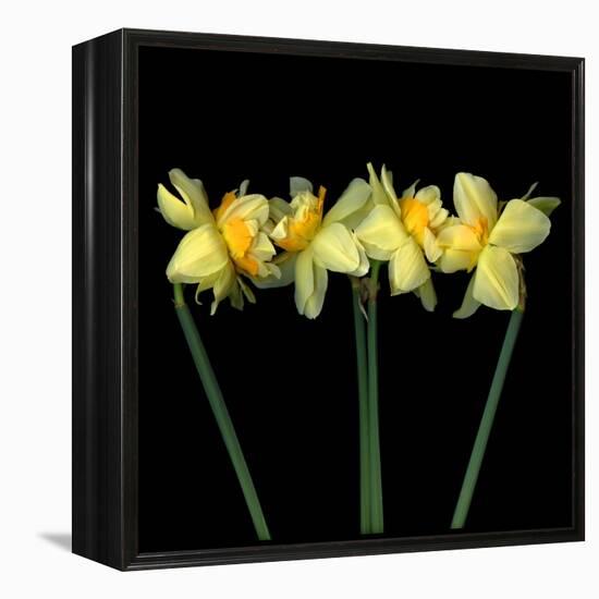 Double daffodils II-Magda Indigo-Framed Premier Image Canvas