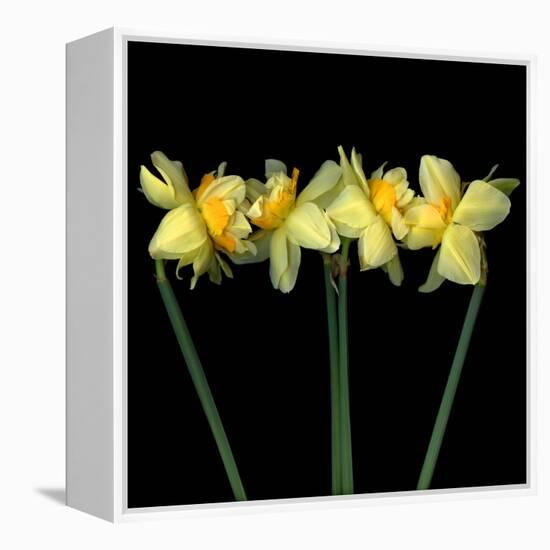 Double daffodils II-Magda Indigo-Framed Premier Image Canvas