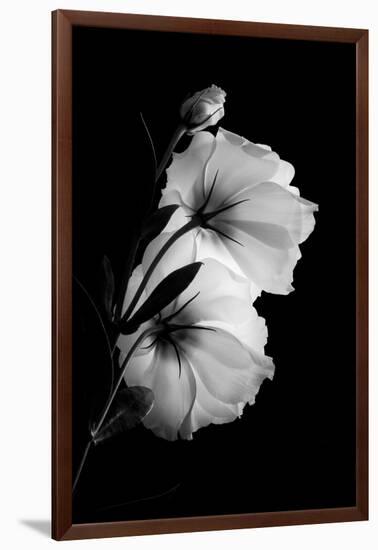 Double Delicacy, 2007-Hiroyuki Arakawa-Framed Premium Photographic Print