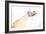 Double Exposure Arm and Hand-Sharpy Shooter-Framed Photographic Print