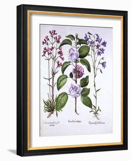 Double Flowered Apple, German Catch-Fly and a Bellflower, from 'Hortus Eystettensis', by Basil Besl-German School-Framed Giclee Print