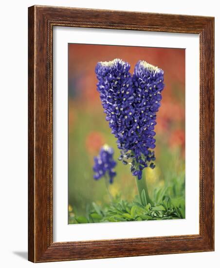 Double-Flowered Texas Bluebonnet, Hill Country, Texas, USA-Adam Jones-Framed Photographic Print