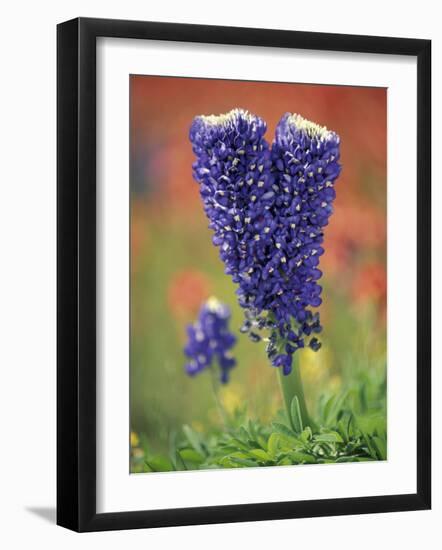 Double-Flowered Texas Bluebonnet, Hill Country, Texas, USA-Adam Jones-Framed Photographic Print