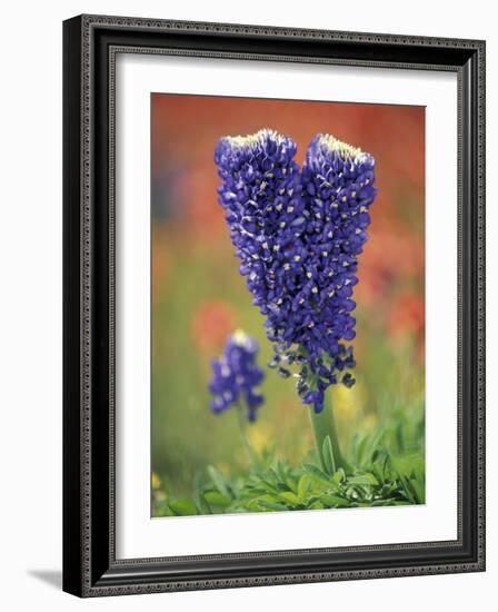 Double-Flowered Texas Bluebonnet, Hill Country, Texas, USA-Adam Jones-Framed Photographic Print