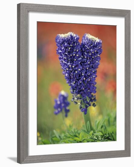 Double-Flowered Texas Bluebonnet, Hill Country, Texas, USA-Adam Jones-Framed Photographic Print