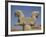Double-Headed Eagle, Persepolis, UNESCO World Heritage Site, Iran, Middle East-Poole David-Framed Photographic Print