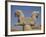 Double-Headed Eagle, Persepolis, UNESCO World Heritage Site, Iran, Middle East-Poole David-Framed Photographic Print