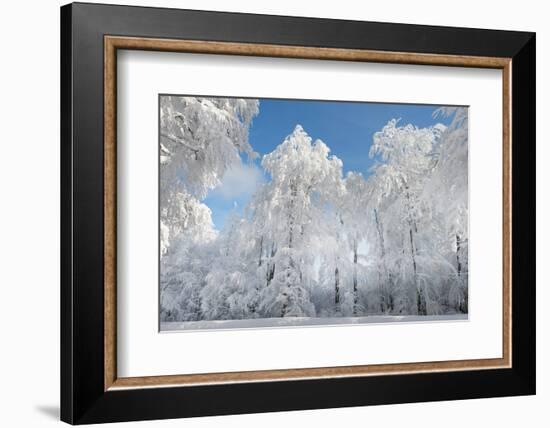 Double Header-Philippe Sainte-Laudy-Framed Photographic Print