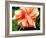 Double Hibiscus-Audrey-Framed Giclee Print