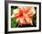 Double Hibiscus-Audrey-Framed Giclee Print