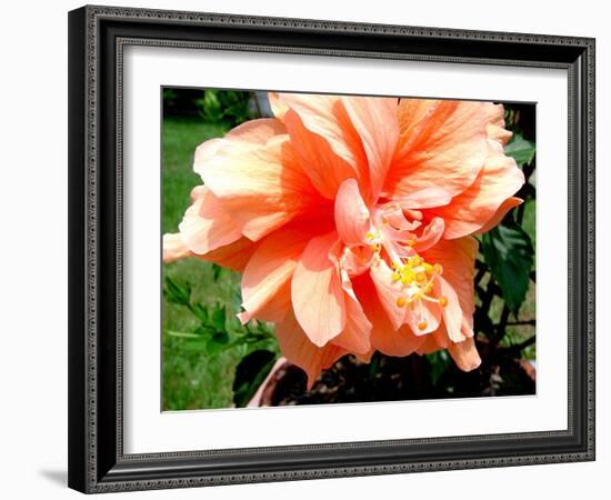 Double Hibiscus-Audrey-Framed Giclee Print