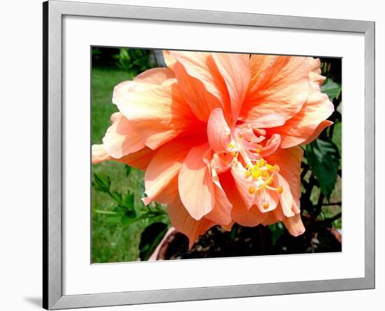 Double Hibiscus-Audrey-Framed Giclee Print