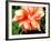 Double Hibiscus-Audrey-Framed Giclee Print