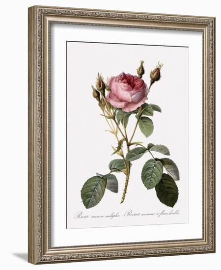 Double Moss Rose-Pierre Joseph Redoute-Framed Giclee Print