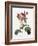 Double Moss Rose-Pierre Joseph Redoute-Framed Giclee Print