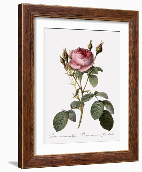 Double Moss Rose-Pierre Joseph Redoute-Framed Giclee Print