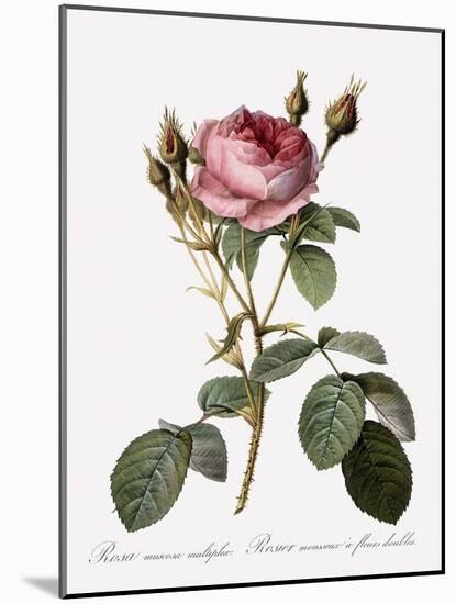 Double Moss Rose-Pierre Joseph Redoute-Mounted Giclee Print