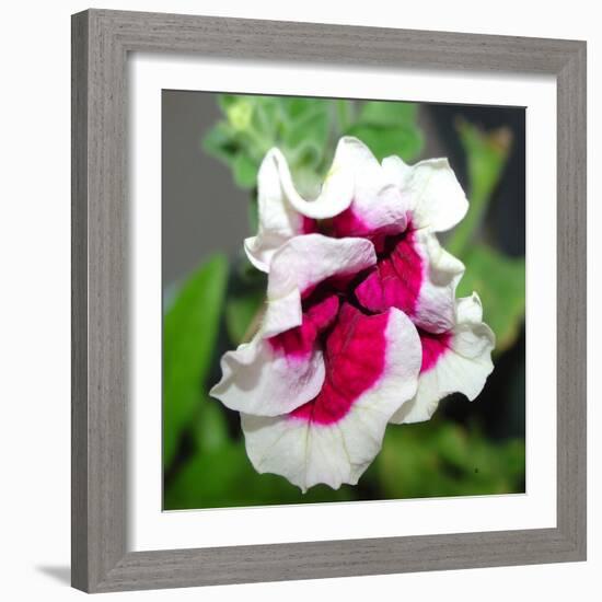 Double Petunia-Audrey-Framed Giclee Print