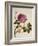 Double Pink Tree Peonies, Chinese Watercolour Drawing on Paper, circa 1800-null-Framed Giclee Print