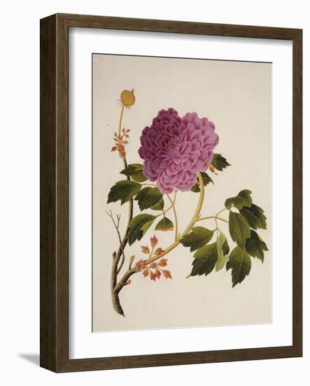 Double Pink Tree Peonies, Chinese Watercolour Drawing on Paper, circa 1800-null-Framed Giclee Print