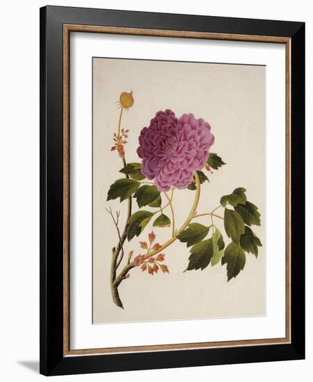 Double Pink Tree Peonies, Chinese Watercolour Drawing on Paper, circa 1800-null-Framed Giclee Print