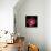 Double Pink Tulip-Magda Indigo-Mounted Photographic Print displayed on a wall