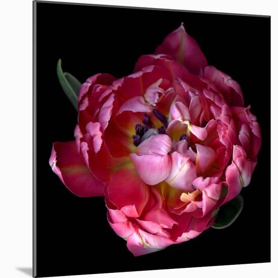 Double Pink Tulip-Magda Indigo-Mounted Photographic Print