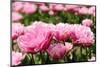 Double Pink Tulips-Ivonnewierink-Mounted Photographic Print