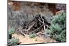 Double Stack Anasazi Ruin in Butler Wash, Cedar Mesa, Utah-Richard Wright-Mounted Photographic Print