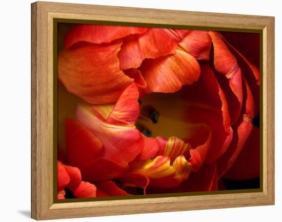 Double Trouble Tulip-Magda Indigo-Framed Premier Image Canvas